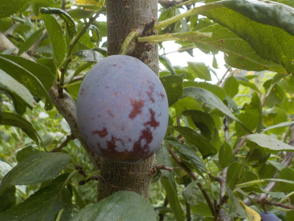 images/stories/virtuemart/product/DSCN1017 (Medium)